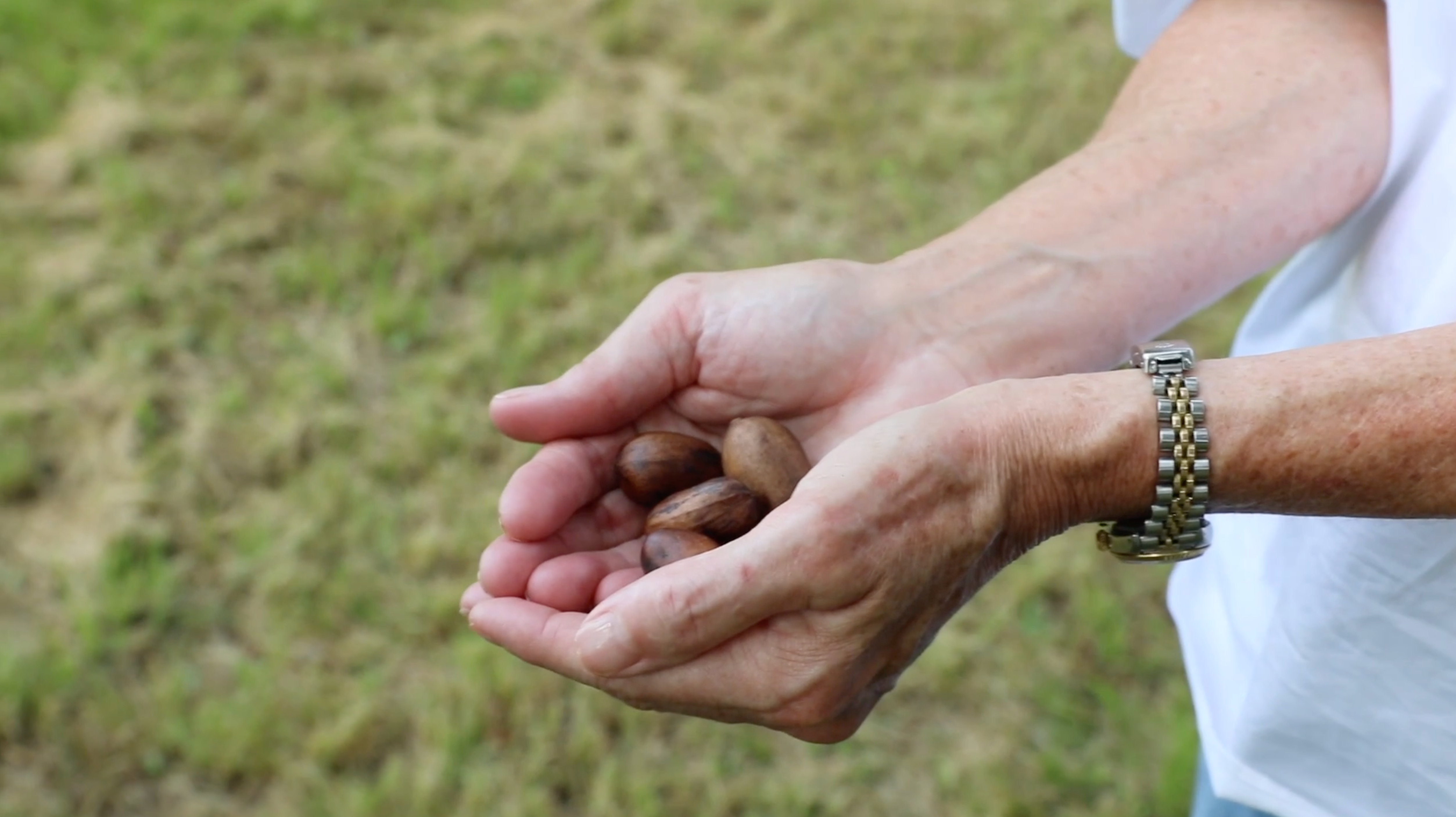 Hands holding unshelled pecans